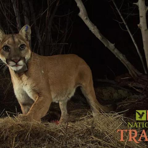 Trail camera image of mountain lion P-35