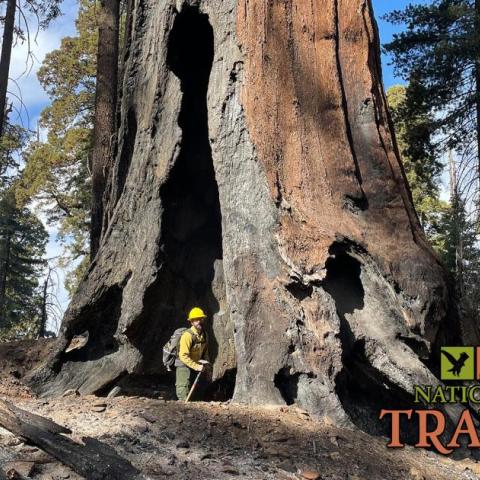 A man standing in the hollow of a giant sequoia tree at Sequoia National Park