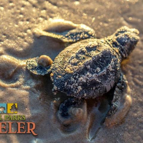 An image of a baby sea turtle at Padre Island National Seashore, by Rebecca Latson