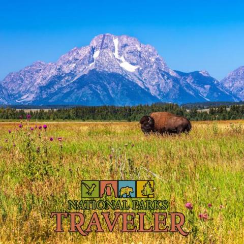 Bison at Grand Teton National Park, photo by Rebecca Latson