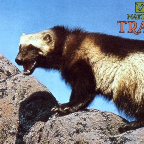 A wolverine climbing on rocks, photo courtesy of NPS