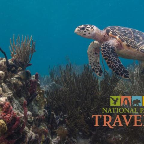 A photo of a sea turtle swimming towards a coral reef at Virgin Islands National Park. NPS photo, Susanna Pershern