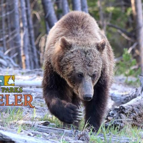 Grizzly bear near Roaring Mountain, NPS Photo, A. Falgoust