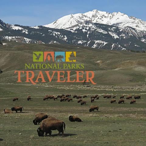 Bison at North Entrance, Electric Peak. NPS photo, Jim Peaco