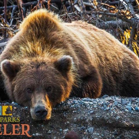 An image of a bear laying down on the ground, looking at the camera at Lake Clark National Preserve. Photo by Rebecca Latson.