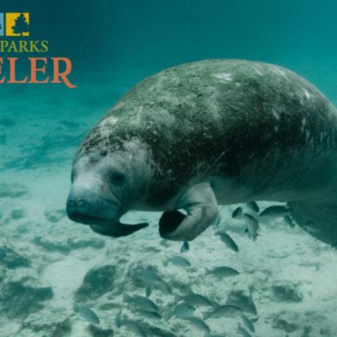 A manatee floating underwater with a school of fish below it. USFWS photo.