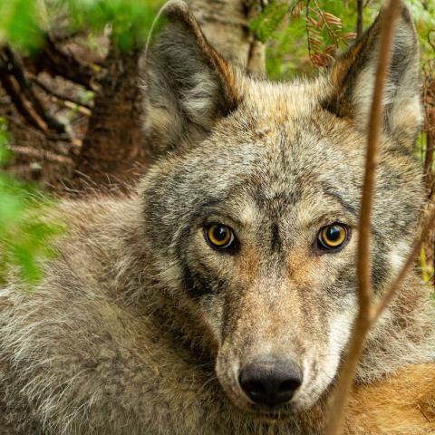 An image of the face of a wolf, from Voyageurs Wolf Project. Photo by Thomas Gable.