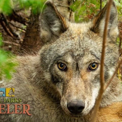 An image of the face of a wolf, from Voyageurs Wolf Project. Photo by Thomas Gable.