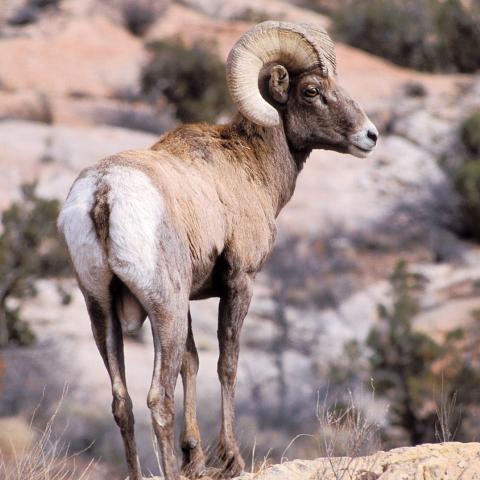 NPS photo of bighorn at Arches by Neal Herbert