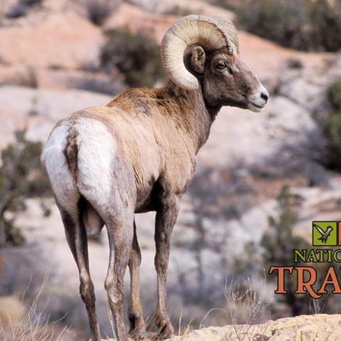 NPS photo of bighorn at Arches by Neal Herbert