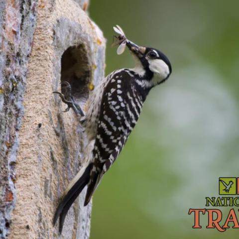 Red-Cockaded Woodpecker at Noxubee Refuge. USFWS Photo.