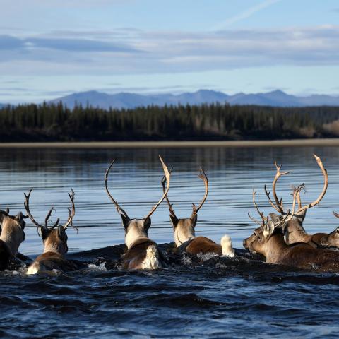 Caribou swimming at Gates of the Arctic. NPS photo by Matt Cameron.