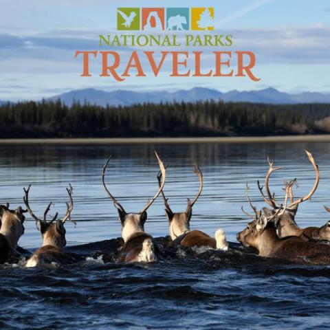 Caribou swimming at Gates of the Arctic. NPS photo by Matt Cameron.