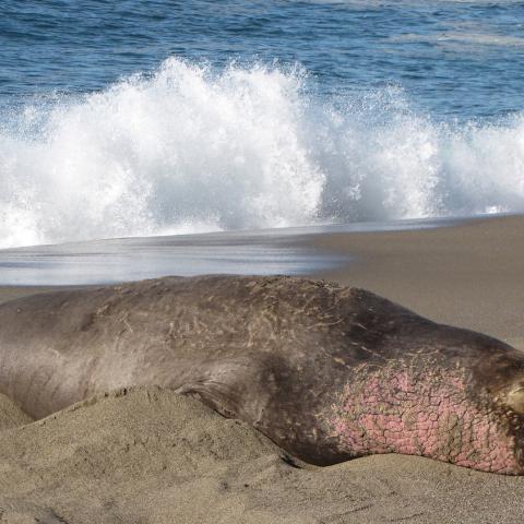 Bull elephant seal at South Beach in Point Reyes National Seashore. NPS Photo; NMFS Permit Number 21425