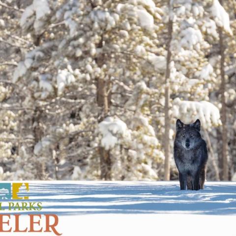 Black wolf in Snow at Yellowstone National Park. NPS photo by Jacob W. Frank