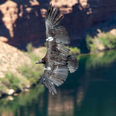 A condor soaring over a river at Glen Canyon National Recreation Area. Photo by Patrick Cone.