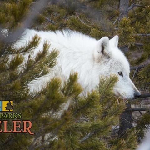 Yellowstone Wolves/NPS