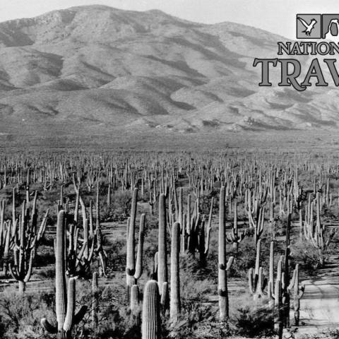 The Saguaro Census at Saguaro National Park