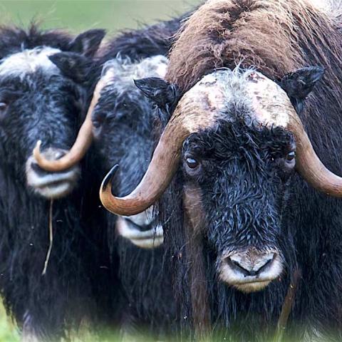 Muskox, Bering Land Bridge National Preserve/Jason Gablask