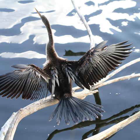 An American Anhinga with its wings outstretched in the sunlight, Big Cypress National Preserve in Florida