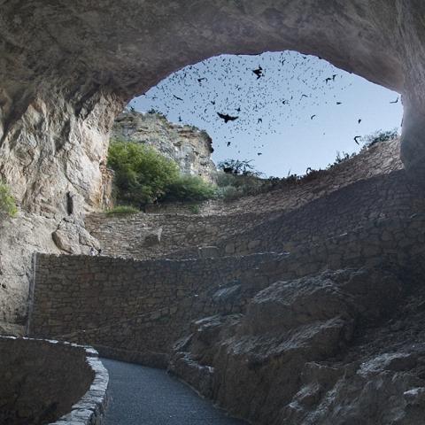 Silhouetted bats flying through  a partially-sunlit cave and out the main entrance in Carlsbad Caverns National Park