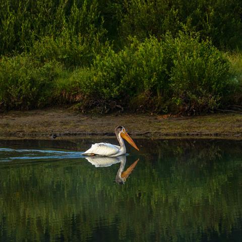 A white pelican swimming the mirror-smooth water of the Snake River in Grand Teton National Park