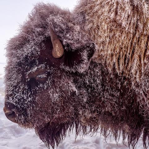 A close-up profile portrait of a bison with frost on its face and eyelashes and fur, Yellowstone National Park