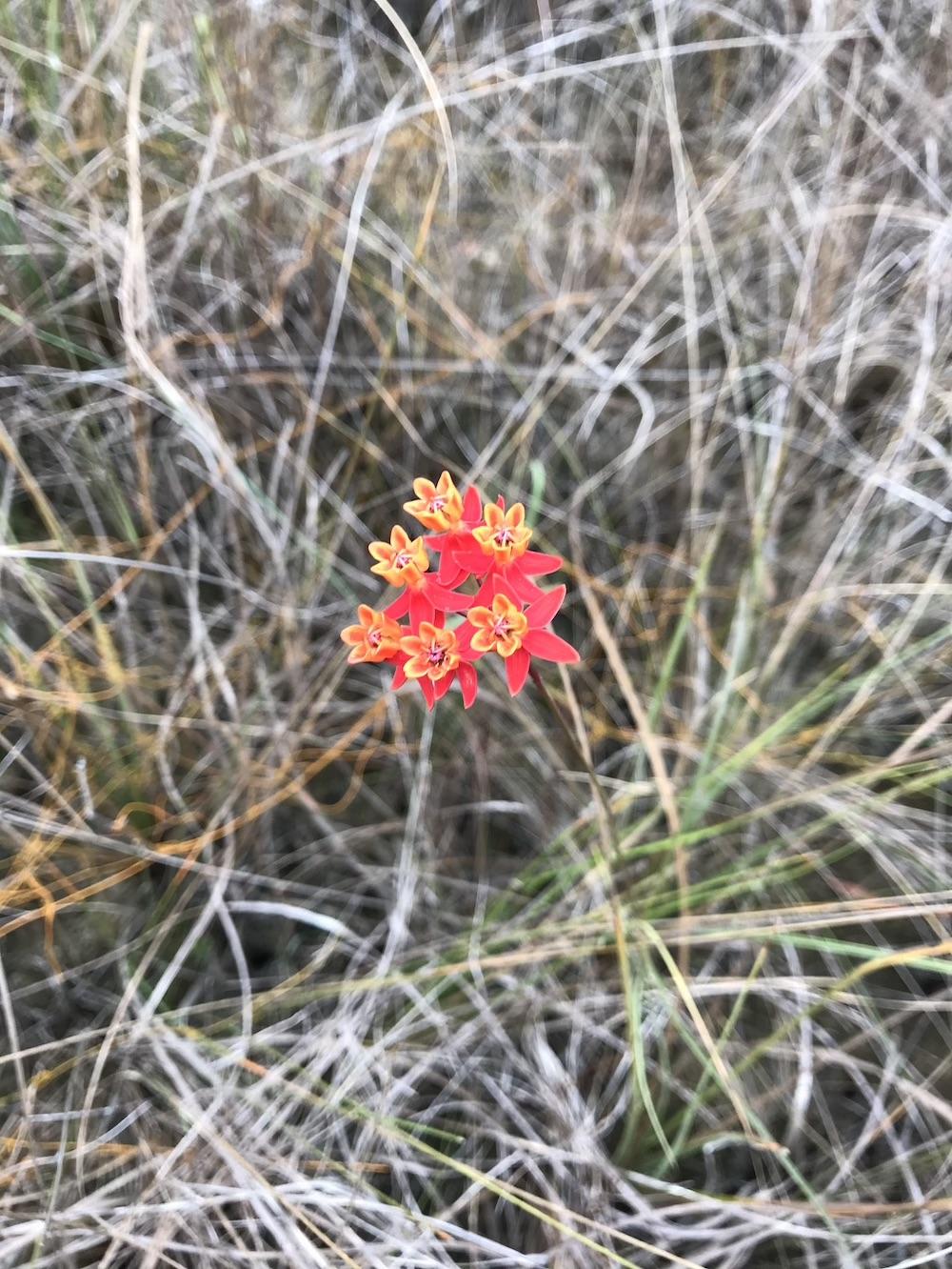 Delicate prairie flowers await those who take the time to search for them/Kurt Repanshek