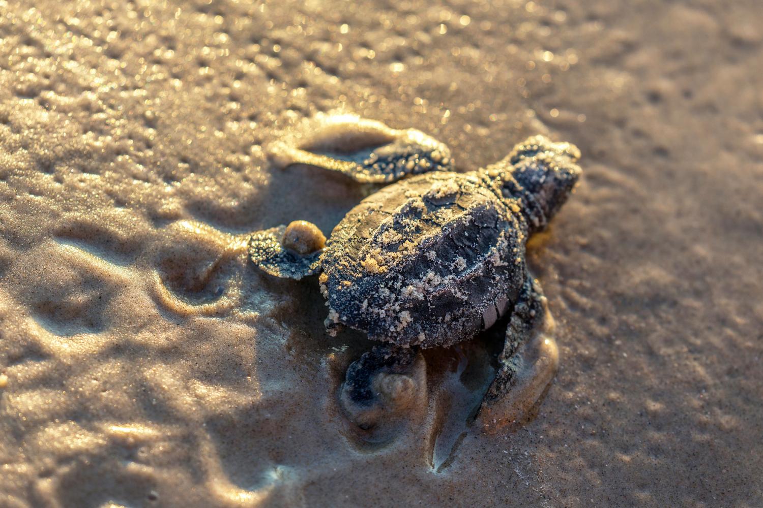 Heading to the sea at Padre Island National Seashore/Rebecca Latson