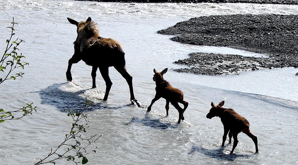 Moose crossing, Kenai Fjords National Park