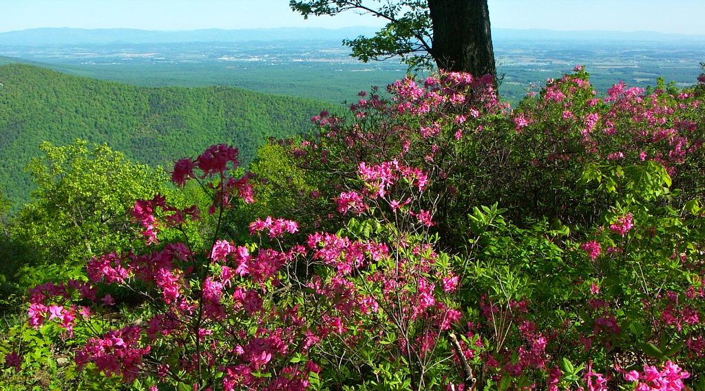 Azalea blooms below Raven's Roost Overlook, Milepost 10.7, Blue Ridge Parkway.