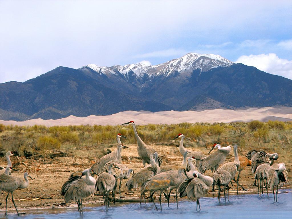 A flock of sandhill cranes in the foreground, with flat lands and sand dunes in the midground and snowcapped mountains in the distance beneath a cloudy sky, Great Sand Dunes National Park and Preserve