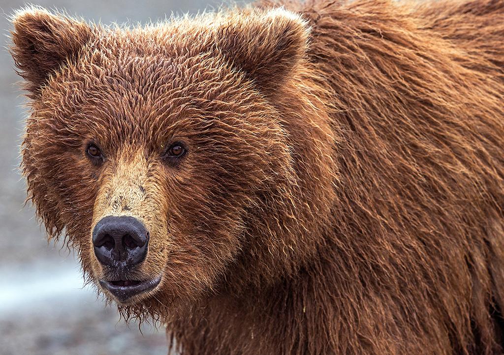 Bear face, Katmai National Park & Preserve | National Parks Traveler