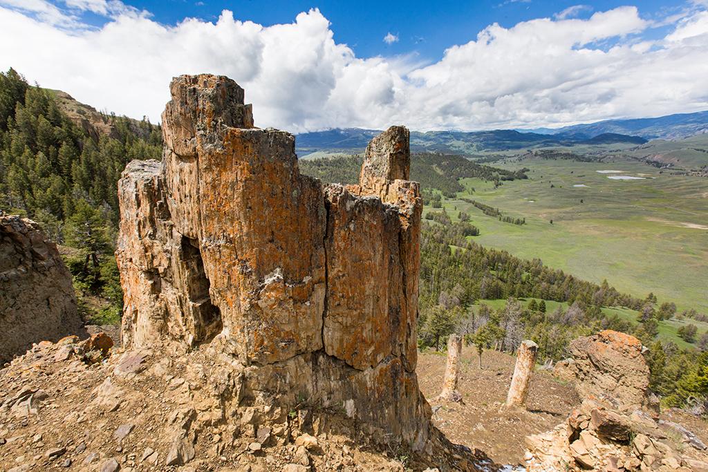 Upright beige-colored petrified tree trunks along a steep hillside overlooking a valley in Yellowstone National Park