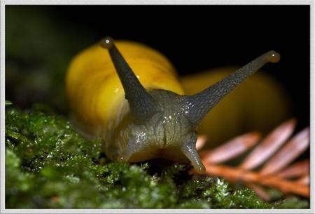 slugs mouth