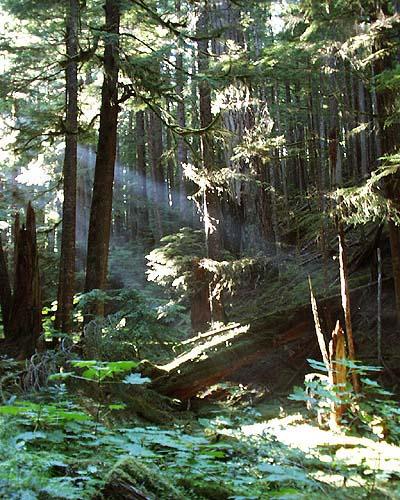 Olympic National Park Rain Forest, NPS Photo.