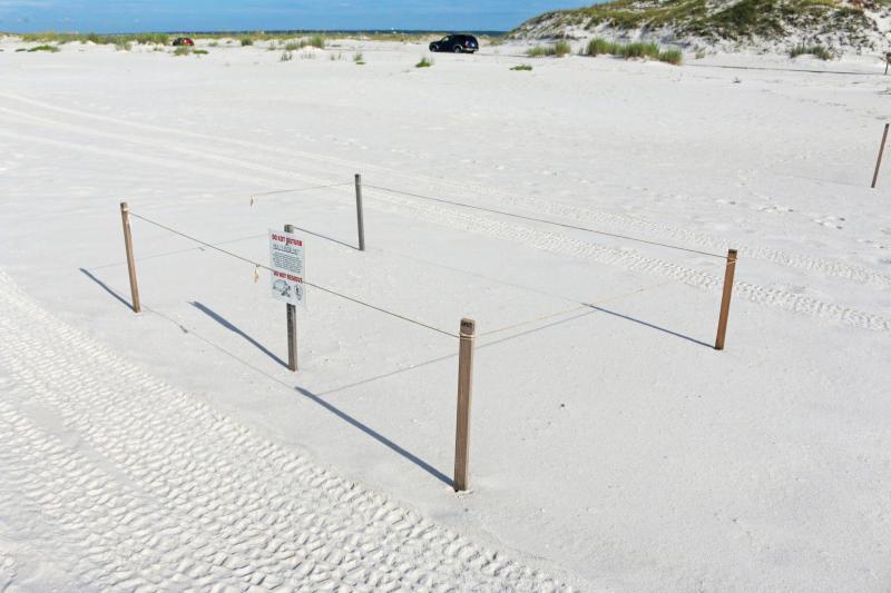 Gulf Islands national Seashore, national park, turtle nest