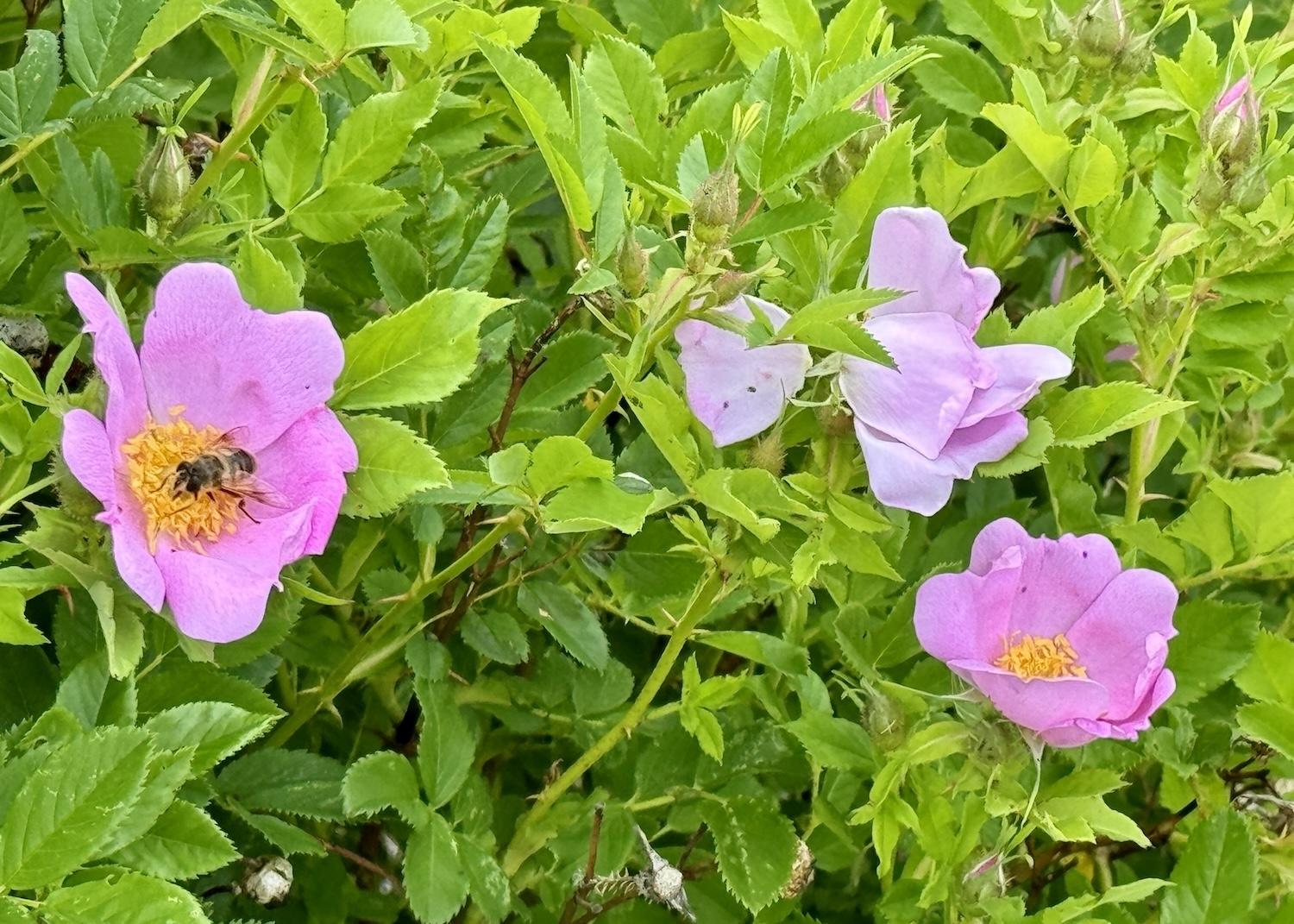 Bees enjoy the roses at the St. Andrews Blockhouse National Historic Site pollinator garden.