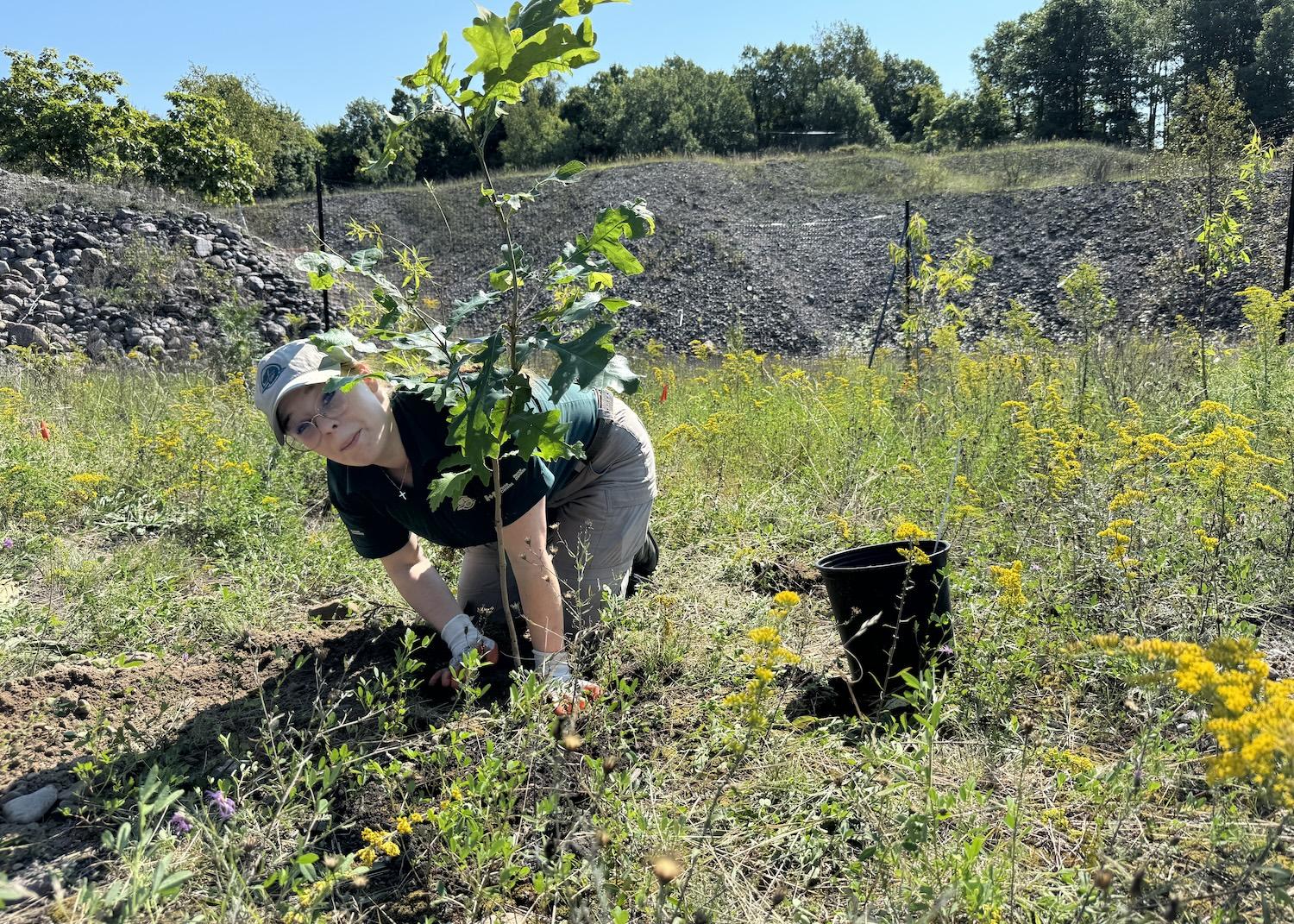 Parks Canada's Ashley Strauss plants a bur oak at the Hill Island quarry.