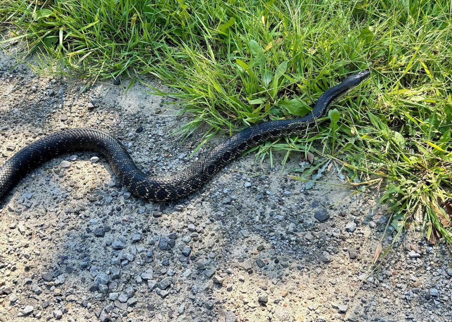 Near the Hill Island quarry, a threatened gray ratsnake thinks twice about crossing the road.