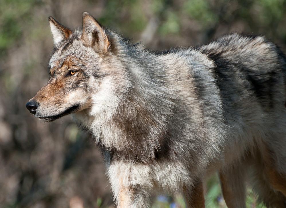 Gray wolf in Denali National Park and Preserve