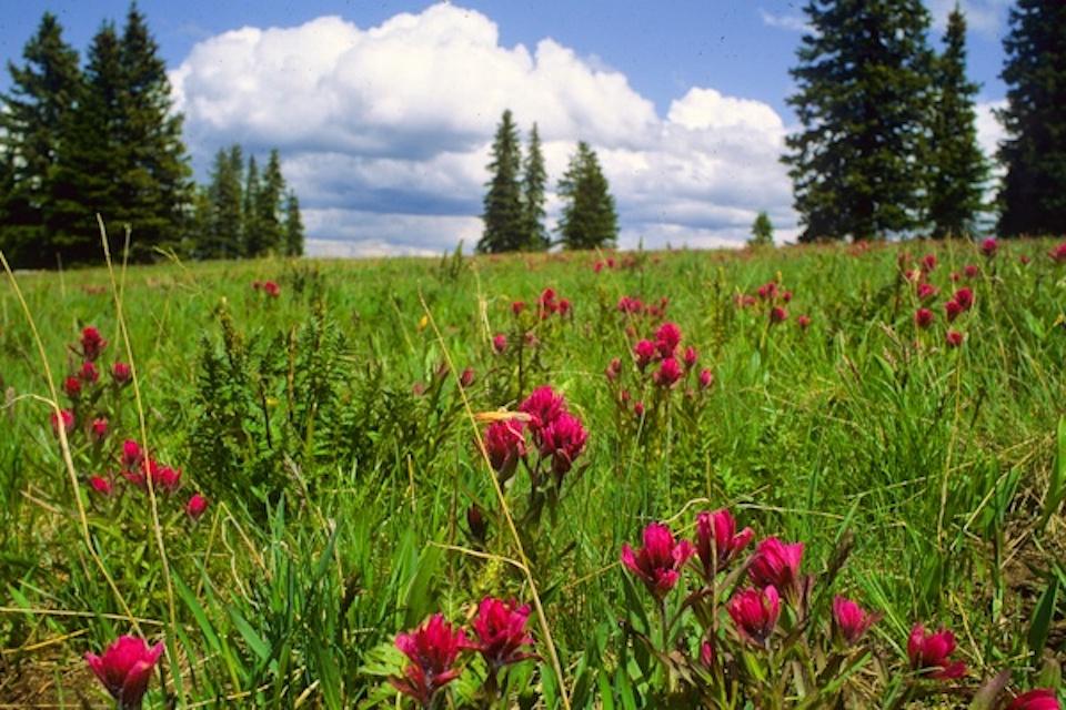 Paintbrush Windy Pass, Gallatin Range Montana/George-Wuerthner