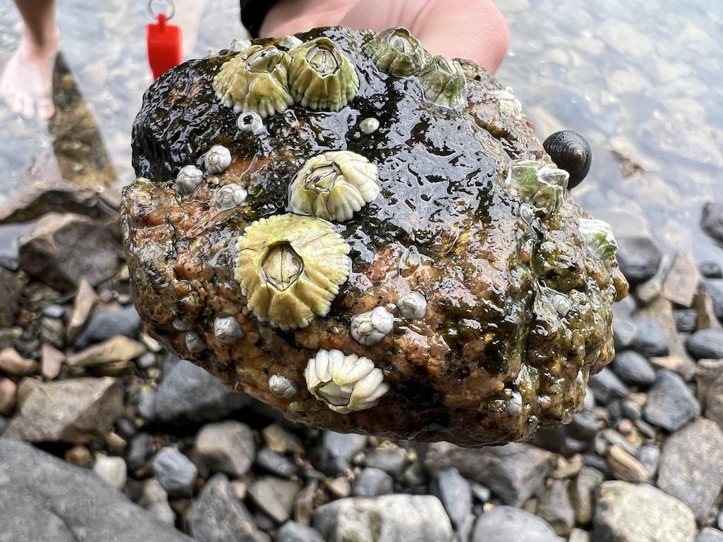 Barnacles coat many surfaces along the beaches, including rocks/Marcus Wolf