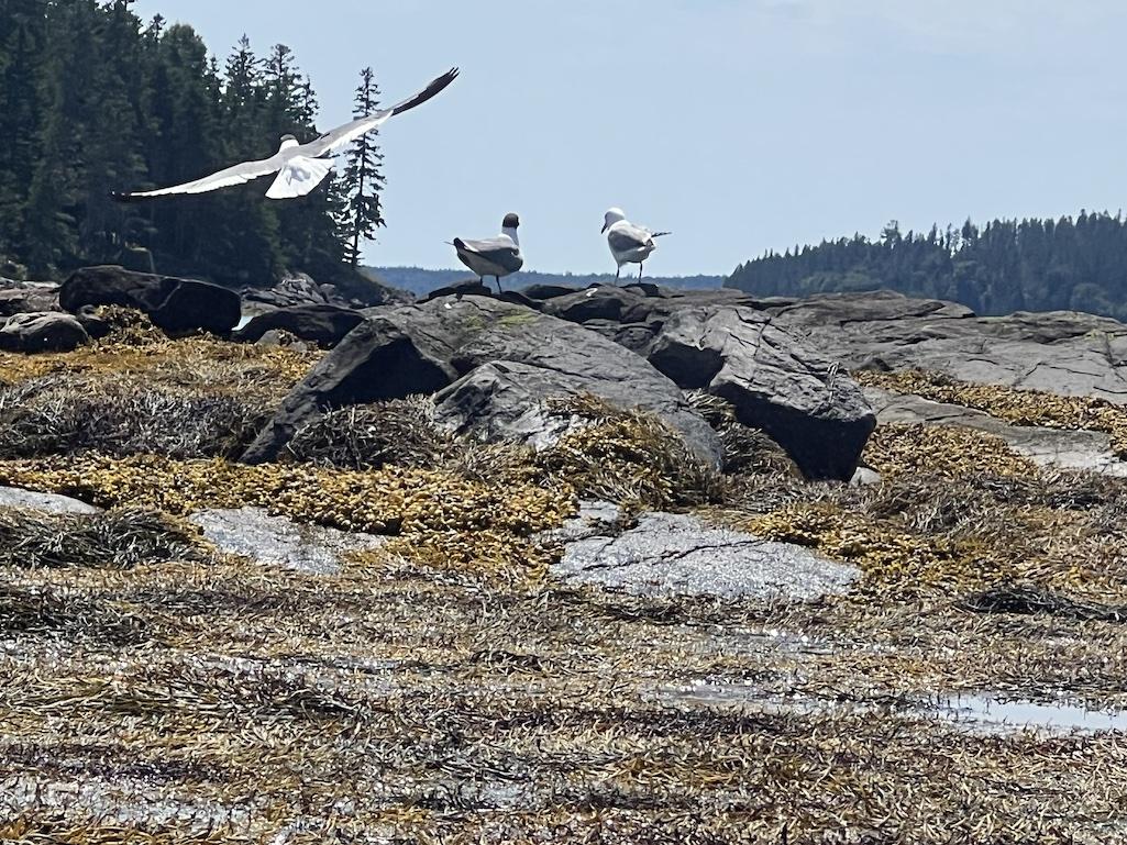 Birdlife is ever present as you kayak around Acadia/Marcus Wolf