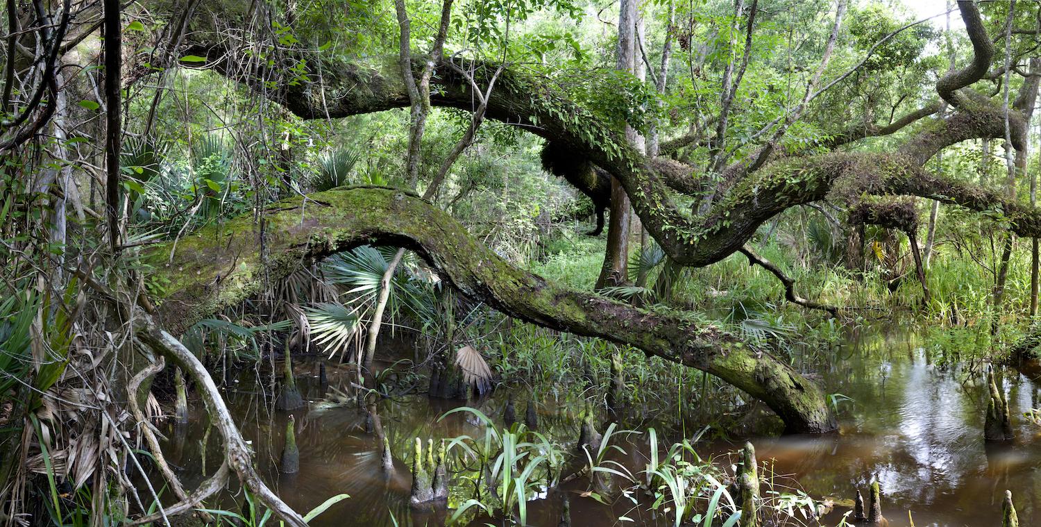 A live oak in the shell mounds area of the Mobile-Tensaw Delta/Beth Maynor Finch