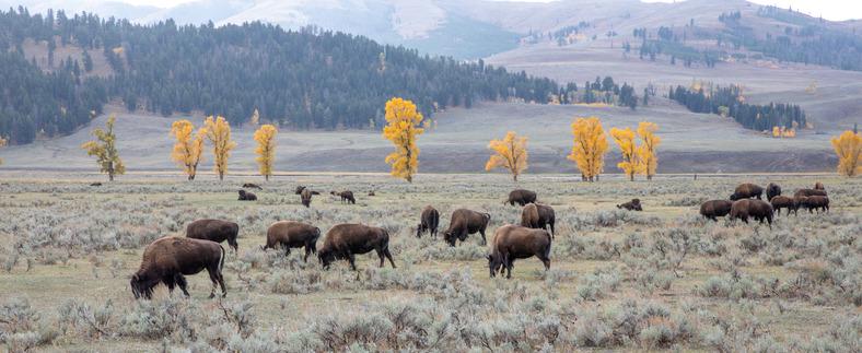 Bison grazing in Lamar Valley / NPS