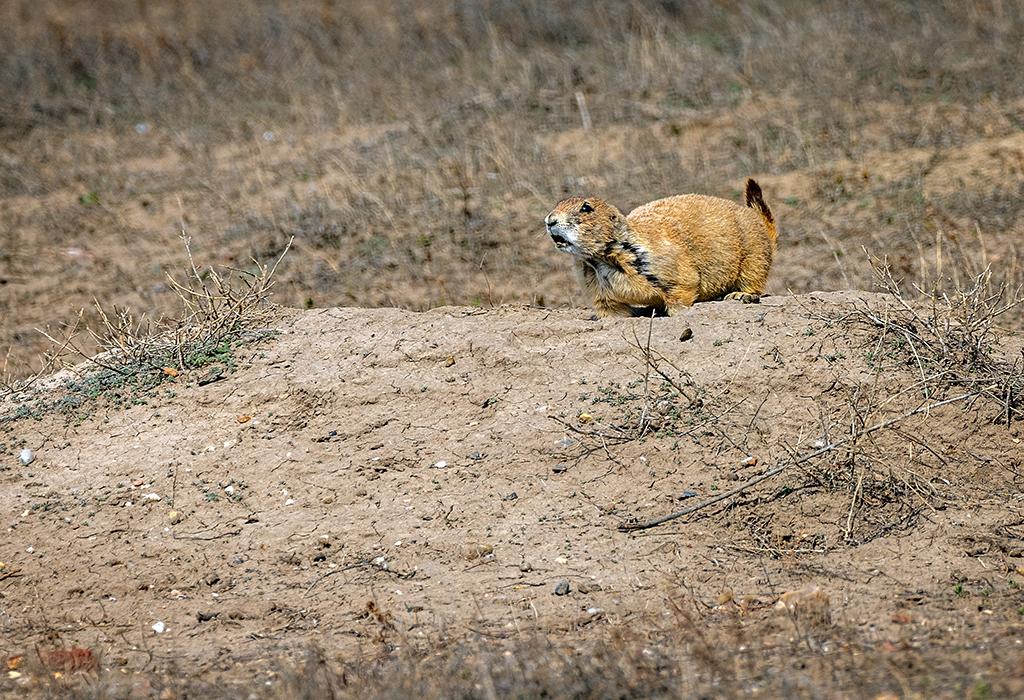 Scolding the photograpiher and sounding the alarm, Badlands National Park / Rebecca Latson