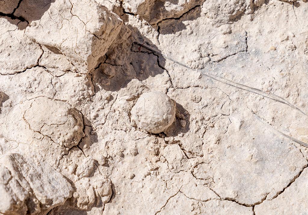 An in situ (in place) fossil dung beetle ball about 1/2-inch in diameter, Badlands National Park / Rebecca Latson