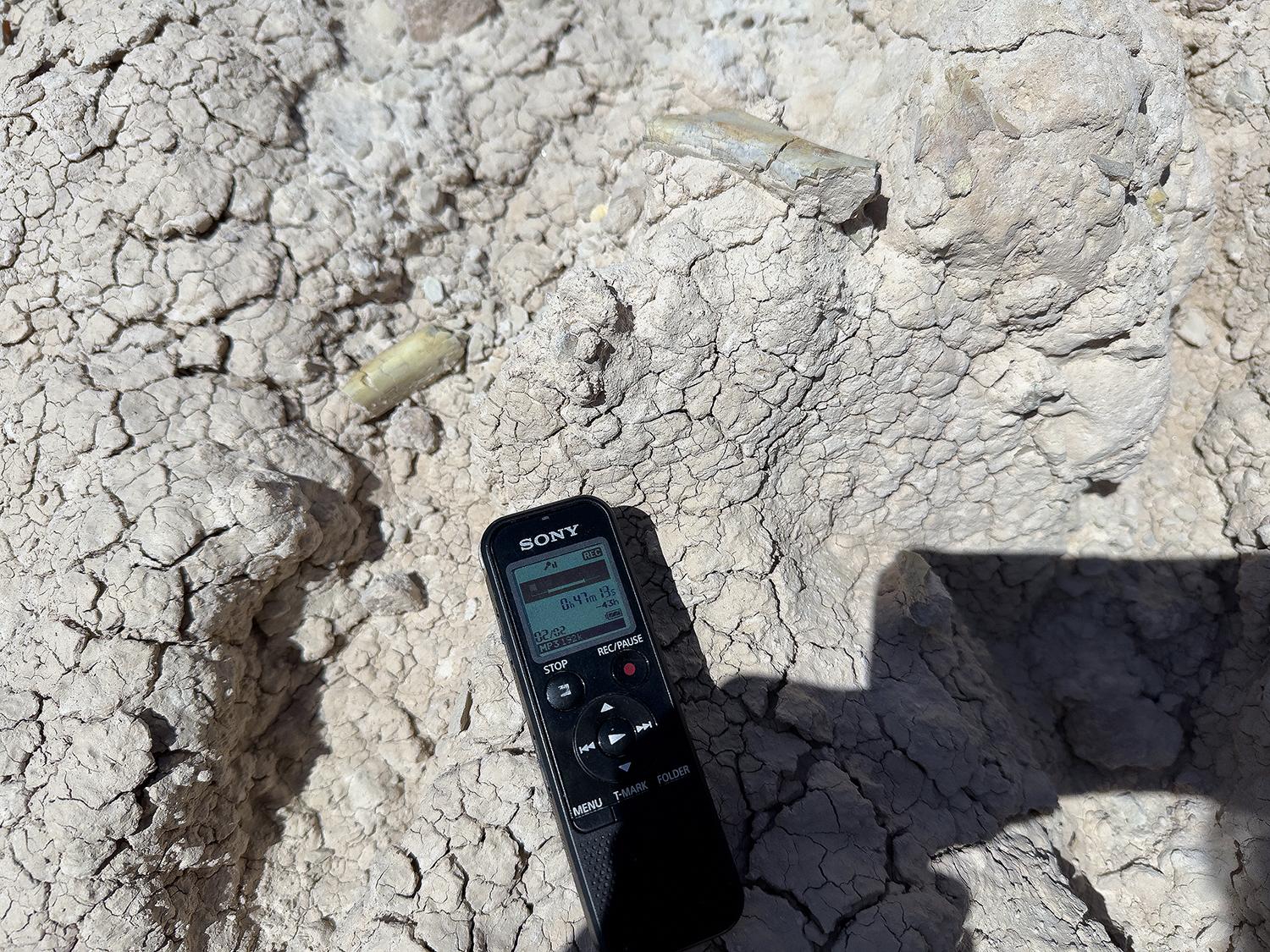 Fossil bone with the author's mini-recorder for scale, Badlands National Park / Rebecca Latson