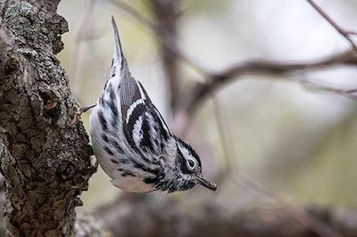 Black-and-white warbler (Mniotilta varia). Credit: iStock.com/ManaVonLamac